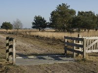 NL, Noord-Brabant, Asten, Groote Peel 18, Saxifraga-Jan van der Straaten